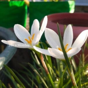 Profile photo of Chiragbhai